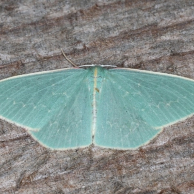 Chlorocoma dichloraria (Guenee's or Double-fringed Emerald) at Guerilla Bay, NSW - 31 Jul 2020 by jb2602