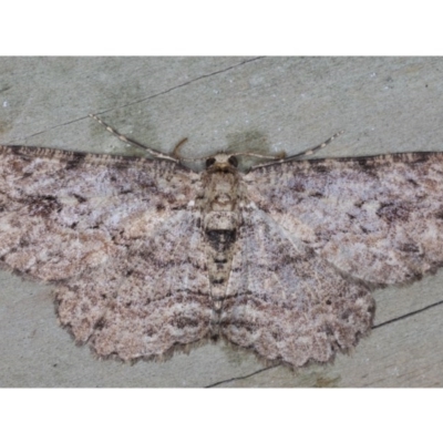 Ectropis, undescribed sp. (genus) (Unknown Engrailed Moth) at Guerilla Bay, NSW - 31 Jul 2020 by jbromilow50