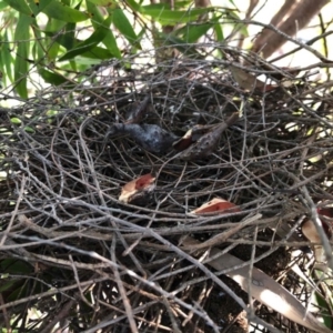 Ocyphaps lophotes at Aranda, ACT - 2 Aug 2020