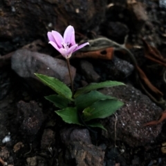 Schelhammera undulata (Lilac Lily) at Yatte Yattah, NSW - 12 Jun 2020 by BJ