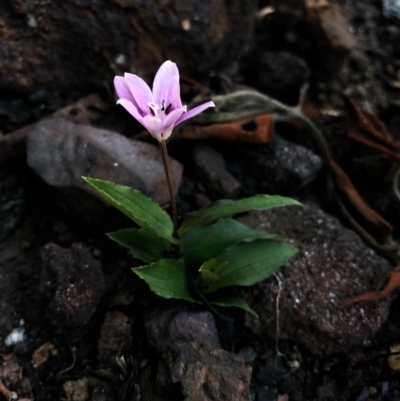 Schelhammera undulata (Lilac Lily) at Yatte Yattah, NSW - 12 Jun 2020 by BJ