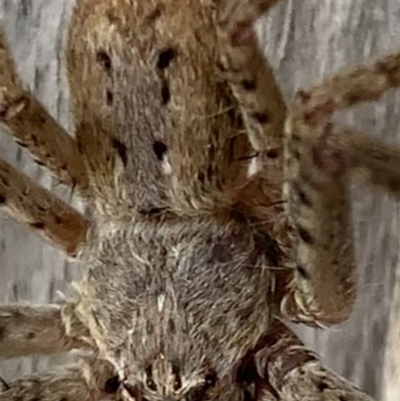 Unidentified Huntsman spider (Sparassidae) at Black Range, NSW - 3 Aug 2020 by StephH