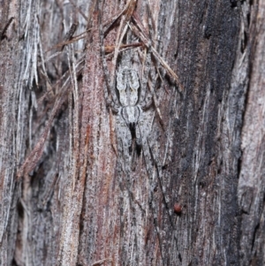 Tamopsis fickerti at Downer, ACT - 2 Aug 2020 12:22 PM