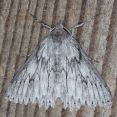 Cyneoterpna wilsoni (Cyneoterpna wilsoni) at Guerilla Bay, NSW - 31 Jul 2020 by jbromilow50