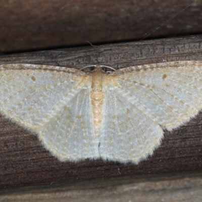 Poecilasthena pulchraria (Australian Cranberry Moth) at Guerilla Bay, NSW - 31 Jul 2020 by jbromilow50