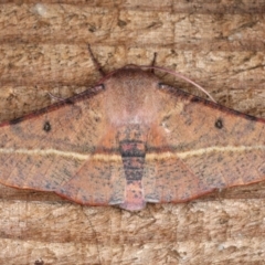 Oenochroma vinaria (Pink-bellied Moth, Hakea Wine Moth) at Guerilla Bay, NSW - 31 Jul 2020 by jbromilow50
