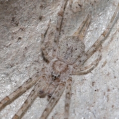 Tamopsis sp. (genus) (Two-tailed spider) at Acton, ACT - 2 Aug 2020 by TimL