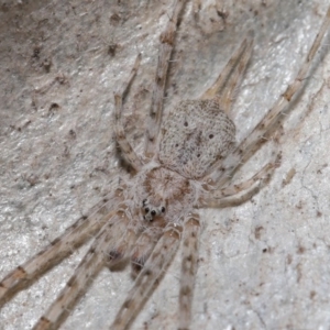 Tamopsis sp. (genus) at Acton, ACT - 2 Aug 2020 12:47 PM