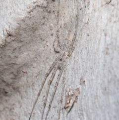 Tamopsis sp. (genus) at Acton, ACT - 2 Aug 2020