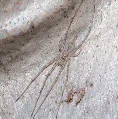 Tamopsis sp. (genus) at Acton, ACT - 2 Aug 2020 12:47 PM