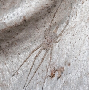 Tamopsis sp. (genus) at Acton, ACT - 2 Aug 2020 12:47 PM