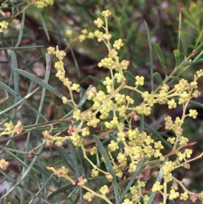 Acacia boormanii (Snowy River Wattle) at Watson, ACT - 3 Aug 2020 by JaneR