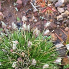 Centrolepis strigosa (Hairy Centrolepis) at Majura, ACT - 3 Aug 2020 by JaneR