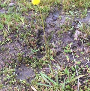 Craspedia variabilis at Majura, ACT - suppressed