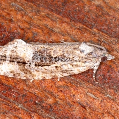 Thrincophora lignigerana (A Tortricid moth) at Guerilla Bay, NSW - 31 Jul 2020 by jb2602