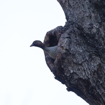 Chenonetta jubata (Australian Wood Duck) at Penrose - 30 Jul 2020 by Aussiegall