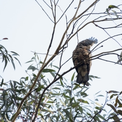 Callocephalon fimbriatum (Gang-gang Cockatoo) at Penrose, NSW - 29 Jul 2020 by Aussiegall