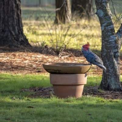 Callocephalon fimbriatum (Gang-gang Cockatoo) at Penrose, NSW - 30 Jul 2020 by Aussiegall