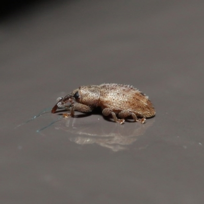 Curculionidae (family) (Unidentified weevil) at Acton, ACT - 2 Aug 2020 by TimL