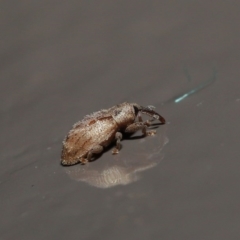 Curculionidae (family) at Acton, ACT - 2 Aug 2020