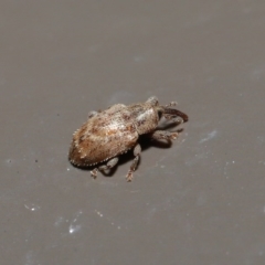 Curculionidae (family) at Acton, ACT - 2 Aug 2020