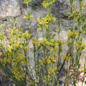 Pimelea curviflora at Kambah, ACT - 2 Aug 2020