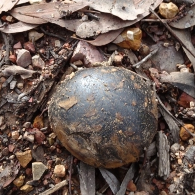 Pisolithus marmoratus (Horse Dung Fungus) at Gossan Hill - 24 Jun 2020 by JanetRussell