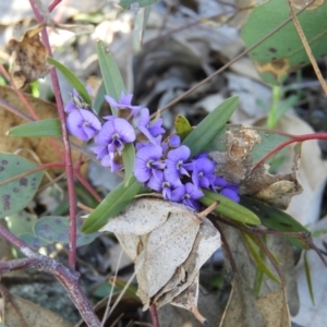 Hovea heterophylla at Kambah, ACT - 2 Aug 2020