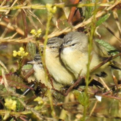 Acanthiza chrysorrhoa (Yellow-rumped Thornbill) at Tennent, ACT - 2 Aug 2020 by HelenCross