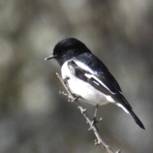 Melanodryas cucullata cucullata at Tennent, ACT - 3 Aug 2020