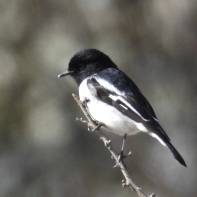 Melanodryas cucullata (Hooded Robin) at Old Naas TSR - 3 Aug 2020 by HelenCross