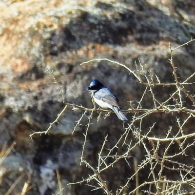 Myiagra inquieta (Restless Flycatcher) at Tennent, ACT - 3 Aug 2020 by HelenCross