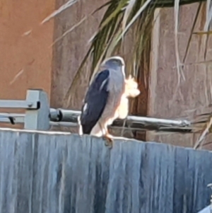 Accipiter fasciatus at Harrison, ACT - 4 Aug 2020