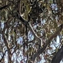 Petroica rosea (Rose Robin) at Mount Majura - 3 Aug 2020 by Lisa.Jok