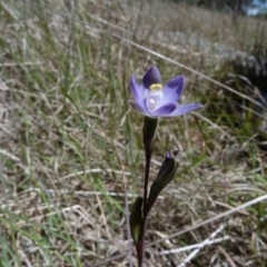 Thelymitra pauciflora (Slender Sun Orchid) at Latham, ACT - 25 Oct 2012 by Caric