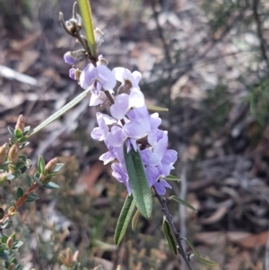 Hovea heterophylla at O'Connor, ACT - 4 Aug 2020 01:01 PM