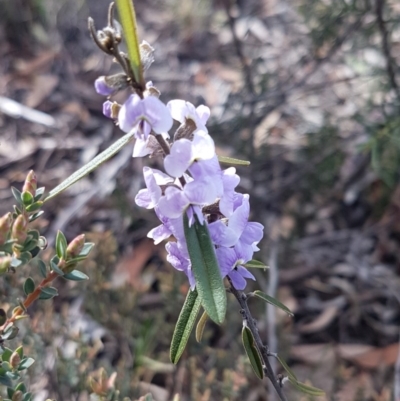 Hovea heterophylla (Common Hovea) at O'Connor, ACT - 4 Aug 2020 by trevorpreston