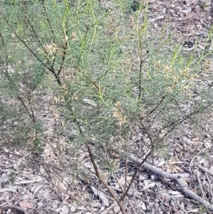 Cassinia sifton at O'Connor, ACT - 4 Aug 2020