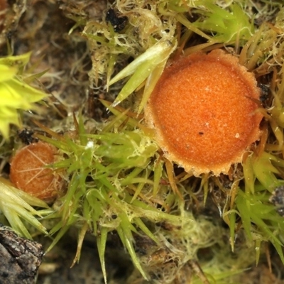 Lamprospora australis at Caladenia Forest, O'Connor - 31 Jul 2020 by Heino1