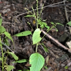 Deeringia amaranthoides at Longreach, NSW - 3 Aug 2020 by plants