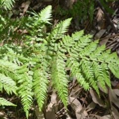 Calochlaena dubia (Rainbow Fern) at Longreach, NSW - 3 Aug 2020 by plants