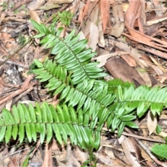 Pellaea falcata (Sickle Fern) at Longreach, NSW - 3 Aug 2020 by plants