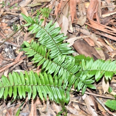 Pellaea falcata (Sickle Fern) at Longreach, NSW - 3 Aug 2020 by plants