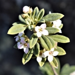 Zieria cytisoides (Downy Zieria) at Bamarang, NSW - 3 Aug 2020 by plants