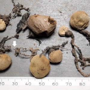 Bovista pulyuggeodes at Bruce, ACT - 12 May 2020 12:00 AM