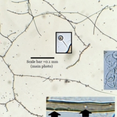 Bovista pulyuggeodes at Bruce, ACT - 12 May 2020 12:00 AM