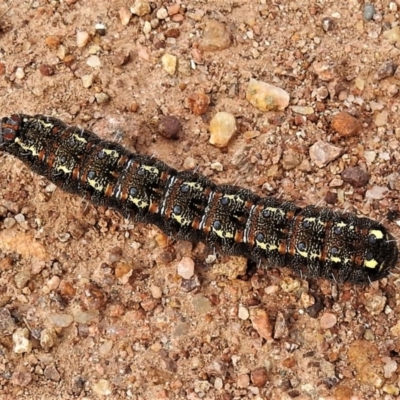 Apina callisto (Pasture Day Moth) at Weston, ACT - 4 Aug 2020 by JohnBundock