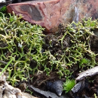 Cladia aggregata (A lichen) at Bruce, ACT - 18 Jul 2020 by JanetRussell