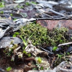 Cladia aggregata at Bruce, ACT - 18 Jul 2020