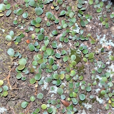 Pyrrosia rupestris (Rock Felt Fern) at Bamarang, NSW - 4 Aug 2020 by plants